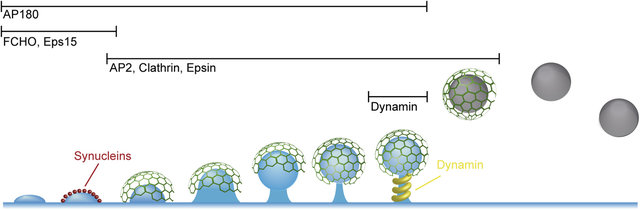 Model-of-synucleins-function-during-SV-e